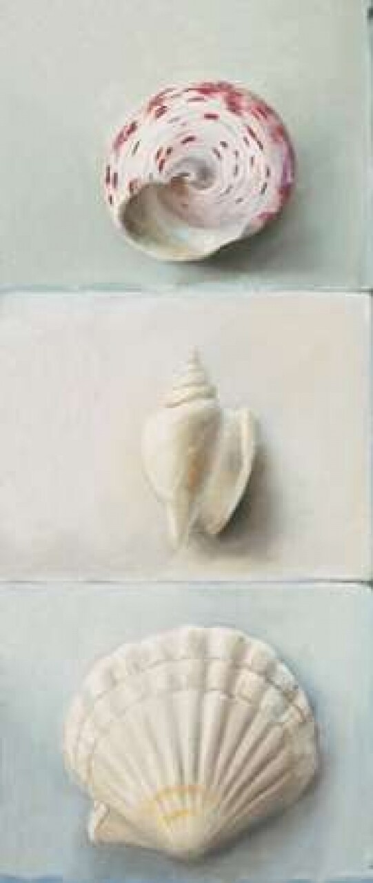 Shell selection IV Poster Print by Milieu du Ciel - Item # VARPDXMDC017